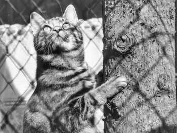 Close-up of cat outdoors