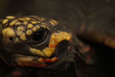 Close-up of turtle