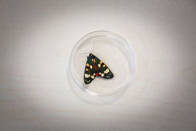 High angle view of turtle in bowl on table