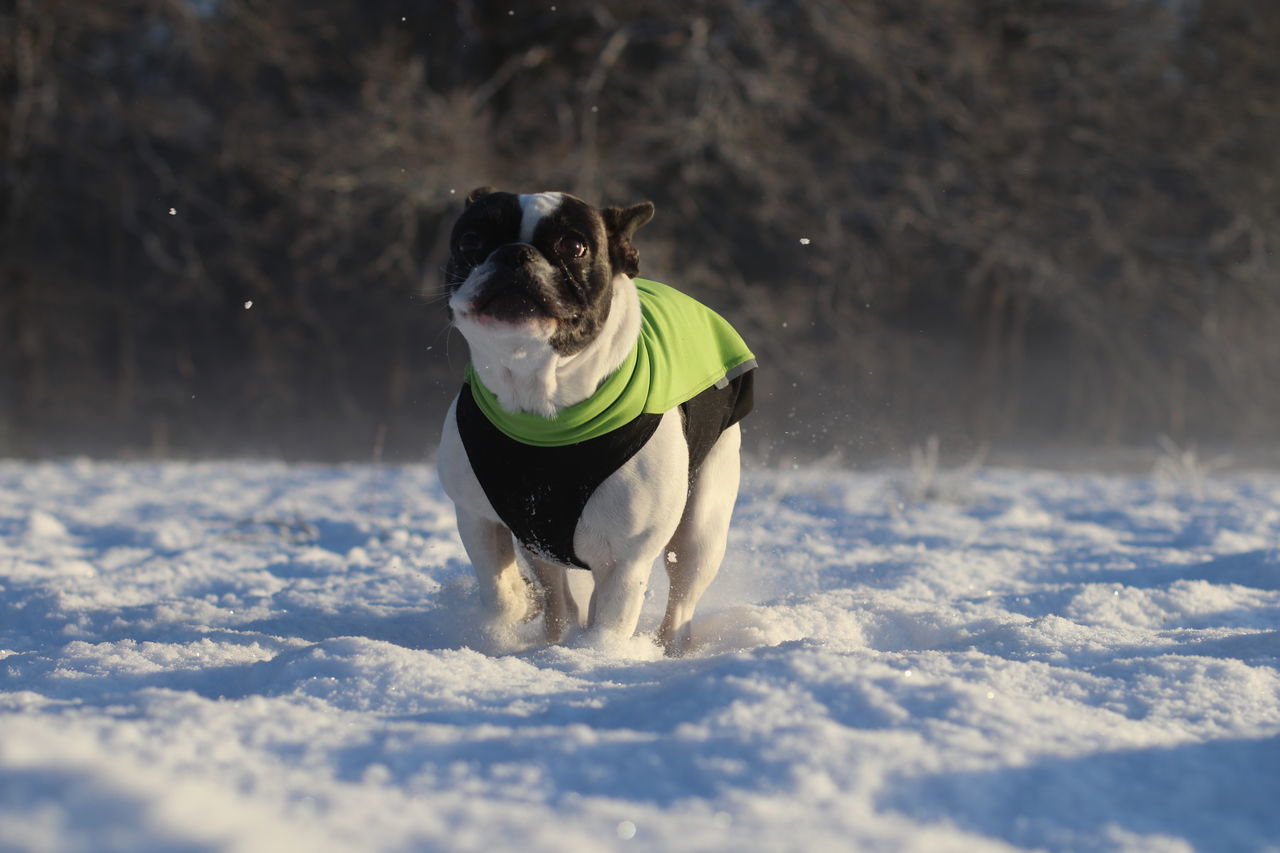 WOMAN WITH DOG IN WINTER