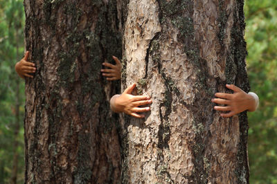 Close-up of tree trunk in forest