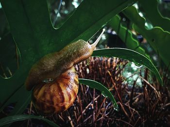 Close-up of snail on plant