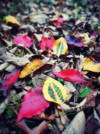 Close-up of multi colored autumn leaves