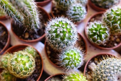 High angle view of potted plants