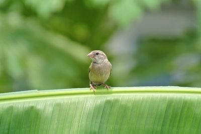 Bird perching on green leaf