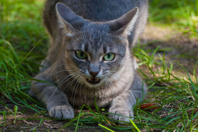 Close-up portrait of cat sitting on grassy field