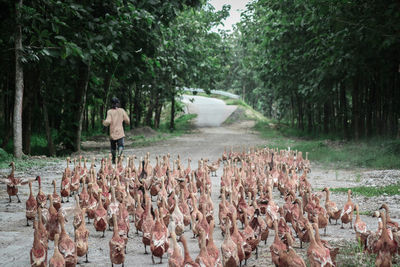 Rear view of man walking in forest