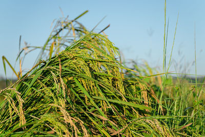 Close-up of grass growing on field against sky