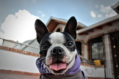 Close-up portrait of dog against building