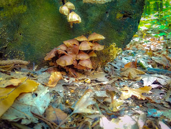 Close-up of autumn leaves on mushrooms