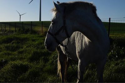 Close-up of horse on field against sky