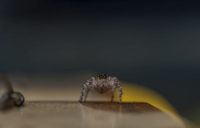 Close-up of spider