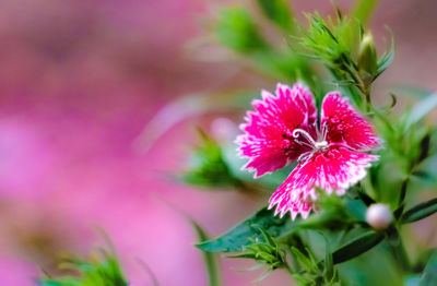 Close-up of pink flowering plant