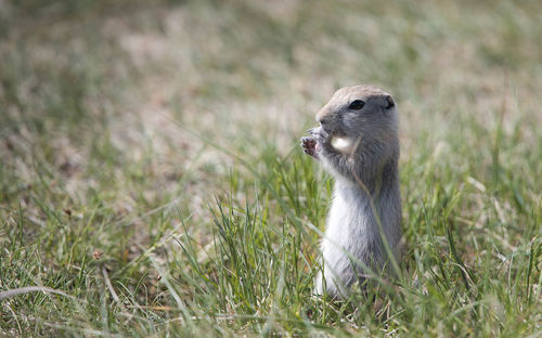 Close-up of squirrel on field