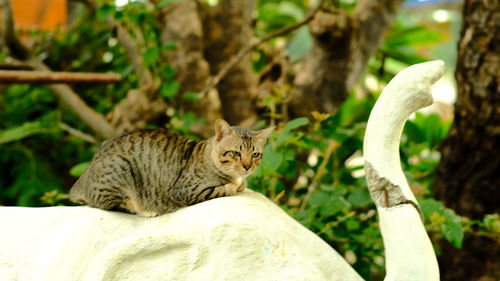 Cat sitting on a tree