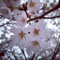 Close-up of cherry blossoms in spring