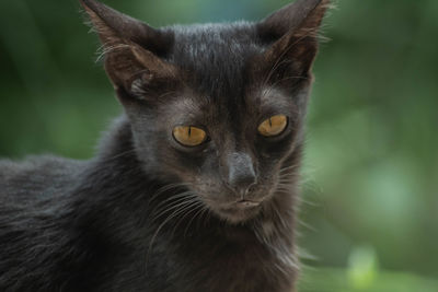 Close-up portrait of a cat