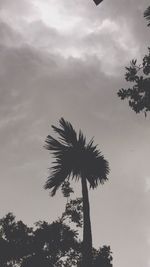 Low angle view of palm trees against sky