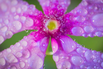 Close-up of wet purple flowers blooming outdoors