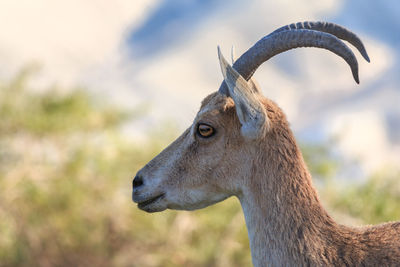 Rear view of deer standing on field