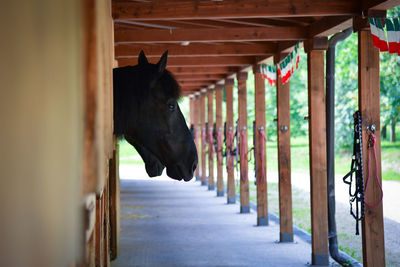 Horse in stable