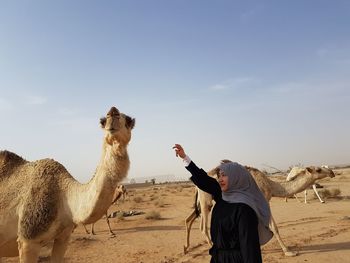 Woman hand reaching towards camel on desert against sky