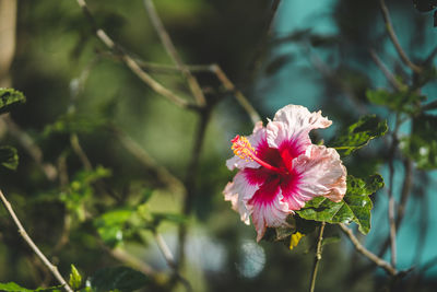 Close-up of pink hibiscus flower