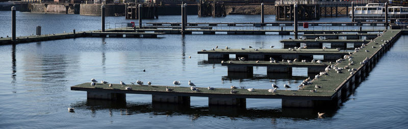 Birds on dock in empty marina