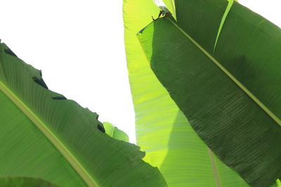 Low angle view of leaves on plant against sky