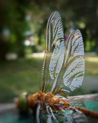 Close-up of butterfly on flower