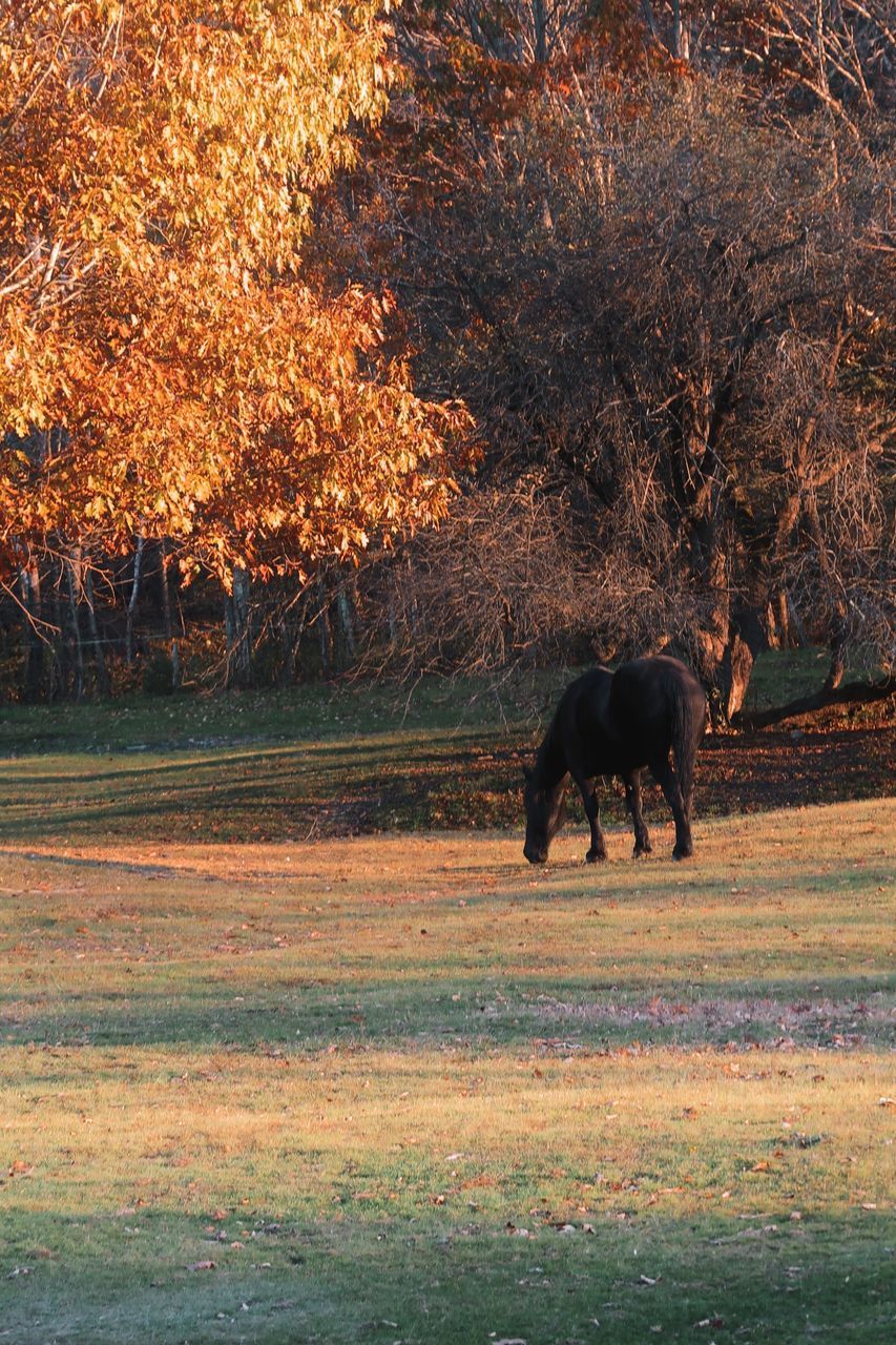 VIEW OF HORSES ON FIELD