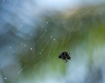 Spider on web