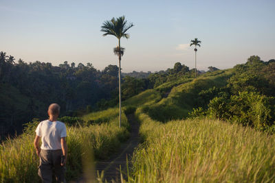 Rear view of man walking on footpath amidst plants