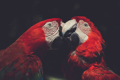 Scarlet macaws perching in forest