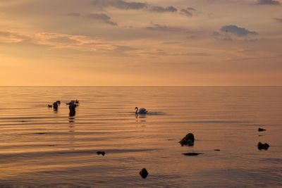 Swan swimming in sea during sunset