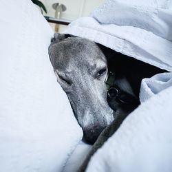 Portrait of dog resting on bed