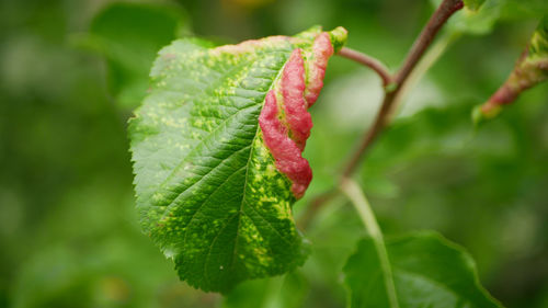 Close-up of red leaves