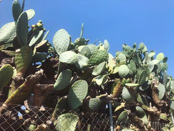 Close-up of succulent plant against blue sky