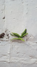 Close-up of caterpillar on leaf