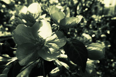 Close-up of flowering plant