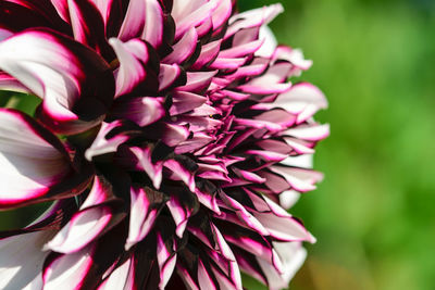 Close-up of pink rose flower