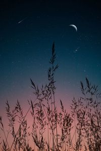 Low angle view of silhouette tree against sky at night