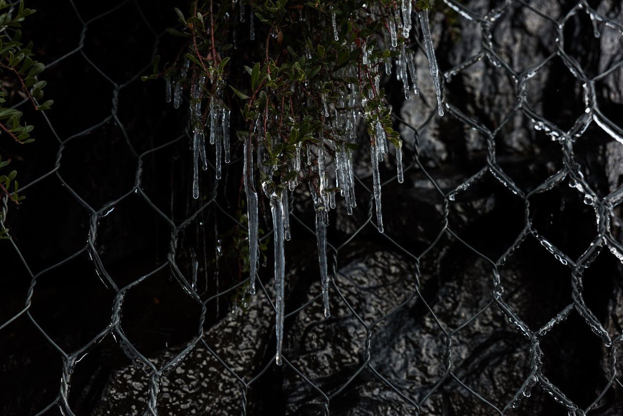 FULL FRAME SHOT OF CHAINLINK FENCE IN FOREST