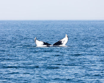 Scenic view of fish tail above water surface against clear sky