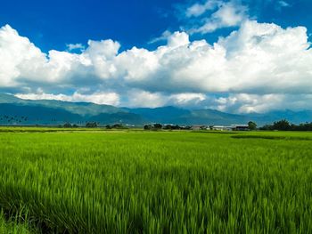 Scenic view of agricultural field against sky