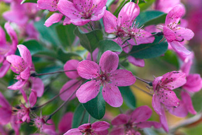 Close-up of pink cherry blossoms