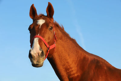 Low angle view of horse against sky