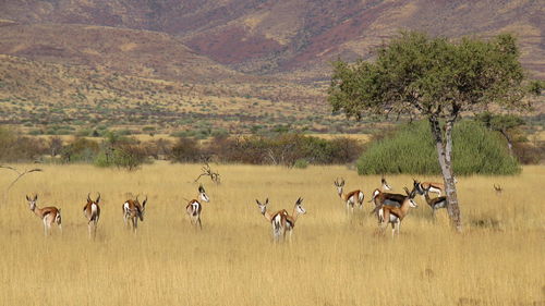 Deer on landscape