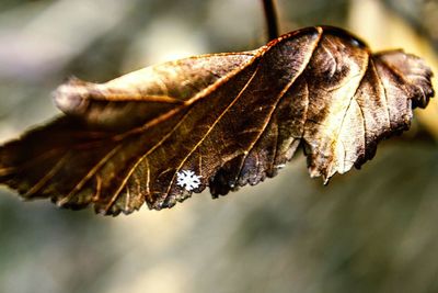 Close-up of dry leaf with snow flake