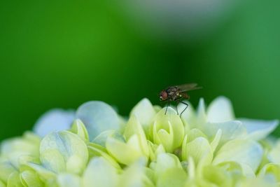 Close-up of insect pollinating on flower